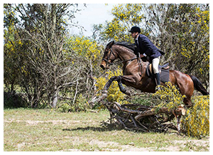 Horse Problems South Africa