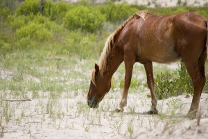 Horse-eating-sand