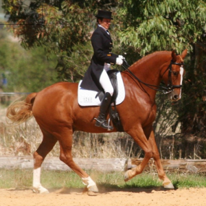 Dressage DVD's by Linda O'Leary