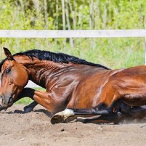 Sand Colic Prevention Recipe